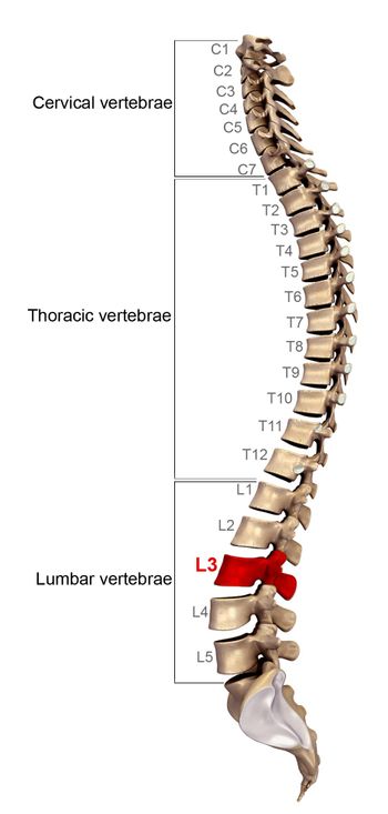 Wirbelsäule Orthopäde